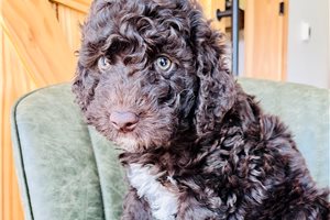 Beauty - Labradoodle for sale