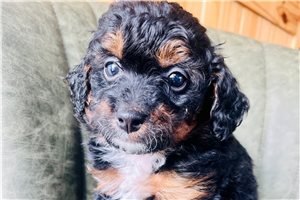 Baroness - Bernedoodle, Mini for sale