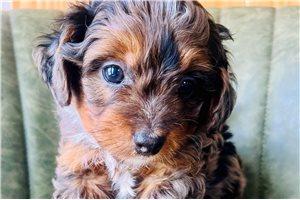 Astra - Bernedoodle, Mini for sale