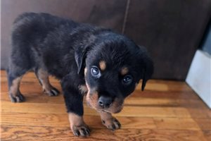 Andrew - Rottweiler for sale