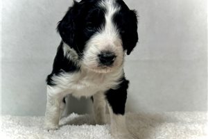 Sutton - puppy for sale