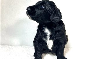 Sawyer - puppy for sale
