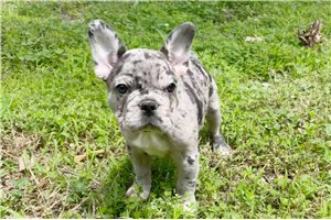 Michelle - French Bulldog for sale