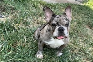 Michelle - French Bulldog for sale