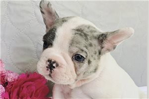 Mitch - French Bulldog for sale