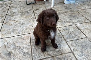 Graham - puppy for sale