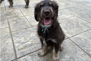 Gregor - puppy for sale