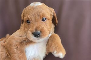 Dustin - Irishdoodle for sale