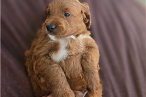 Damien - Irishdoodle for sale