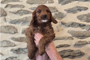 Dixie - Irishdoodle for sale
