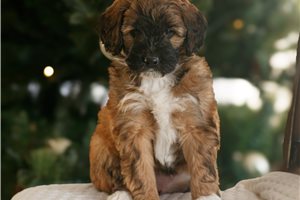 Cinnamon - puppy for sale