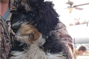Clayton - Bernedoodle, Mini for sale
