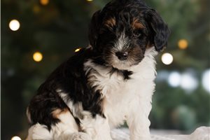 Camden - puppy for sale