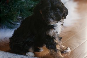 Ciara - puppy for sale