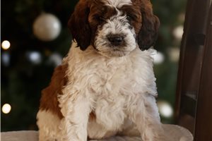 Cedar - puppy for sale