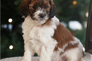 Christian - puppy for sale
