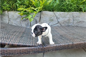 Kinsley - French Bulldog for sale