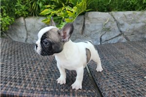 Krista - French Bulldog for sale
