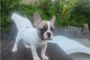 Kaleb - French Bulldog for sale
