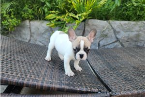 Kaleb - French Bulldog for sale