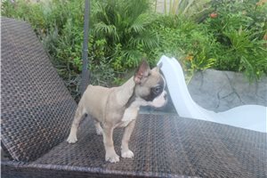 Kelsie - French Bulldog for sale