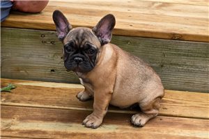 Seth - French Bulldog for sale