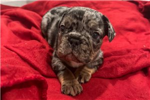 Tate - French Bulldog for sale