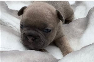 Brady - French Bulldog for sale