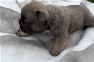 Bonnie - French Bulldog for sale