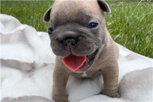 Boo - French Bulldog for sale