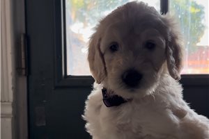 Guinevere - Goldendoodle for sale