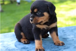 Kate - Rottweiler for sale