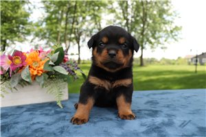 Kate - Rottweiler for sale