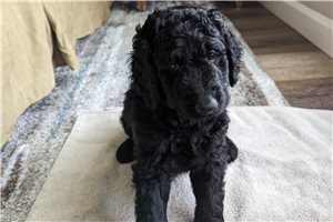Bear - Labradoodle for sale