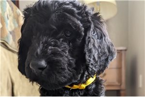 Pip - Labradoodle for sale