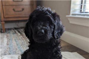 Curly - Labradoodle for sale
