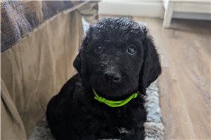 Butterfly - Labradoodle for sale