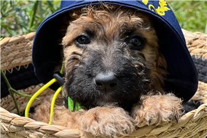 Albus - puppy for sale