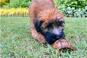 Knotts - Soft Coated Wheaten Terrier for sale