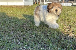 Mila - Yorkshire Terrier - Yorkie for sale