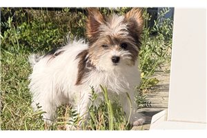 Mateo - Yorkshire Terrier - Yorkie for sale