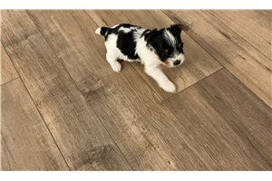 Madison - Yorkshire Terrier - Yorkie for sale