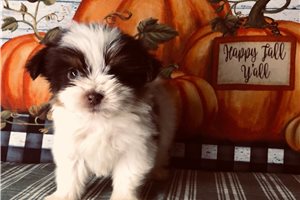 Larson, a Shihpom puppy