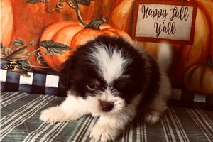 Lincoln, a Shihpom puppy