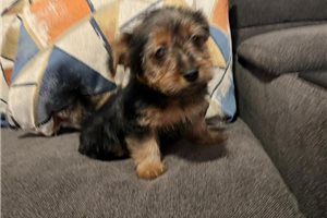 Caiden - Yorkshire Terrier - Yorkie for sale