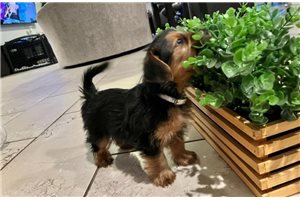 Caesar - Yorkshire Terrier - Yorkie for sale