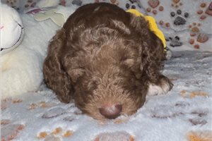 Jocelyn - Standard Poodle for sale