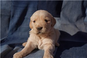 Felix | Puppies For Sale at Pawrade