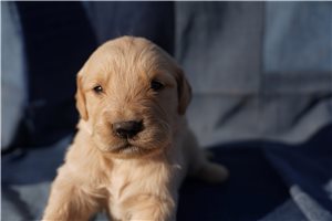 Finn | Puppies For Sale at Pawrade