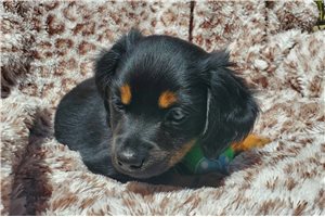 Charly - Dachshund for sale